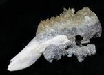 Crystalized Fossil Whelk - Inches #5790-3
